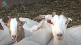 Veterinarski fakultet